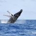 whale_humpback_h_00361_dom2408.jpg